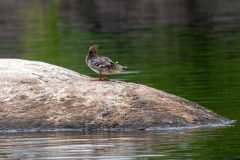 DSC_1590-Edit