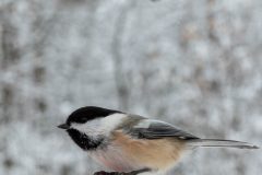 DSC_3672