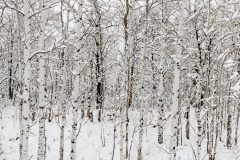 DSC_3593-Pano
