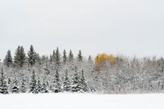 DSC_3715