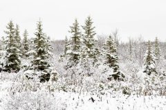 DSC_3731-Pano